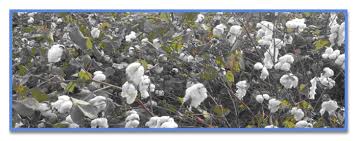 college gallery image